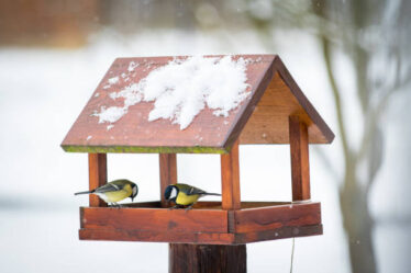 Vogelfutterhaus im privaten Garten