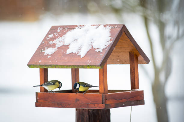 Vogelfutterhaus im privaten Garten